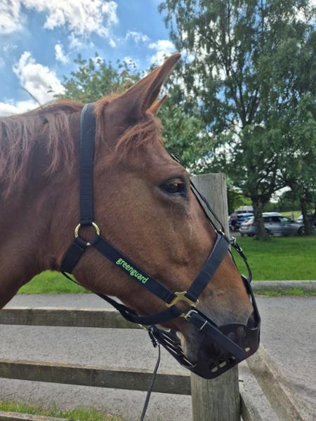 Shires Greenguard Muzzle Black-Full