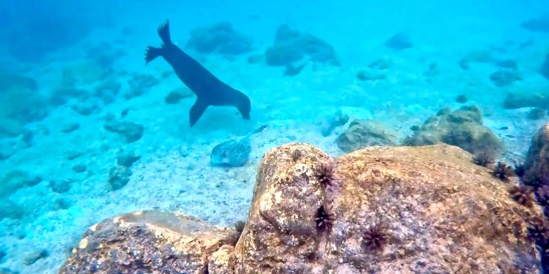 A professional, friendly, fun-packed swimming & wildlife experience