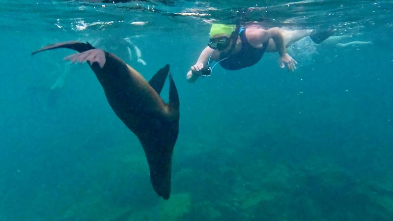 A professional, friendly, fun-packed swimming & wildlife experience