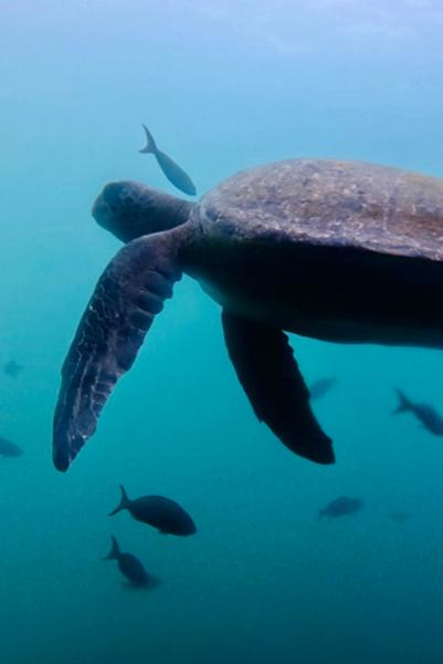 Galapagos