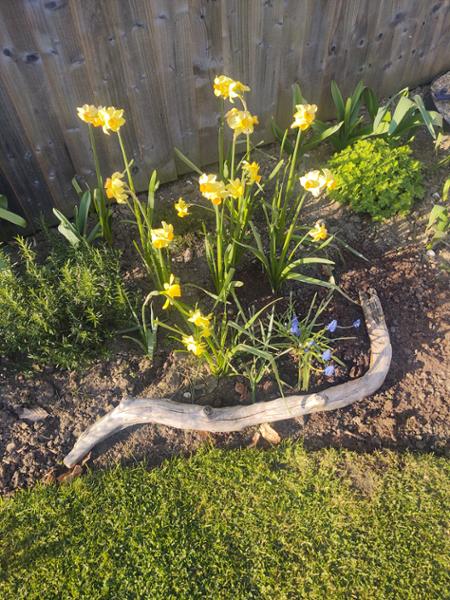 Daffodil & Narcissus Mixture Bulbs