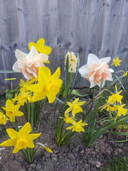 Daffodil & Narcissus Mixture Bulbs