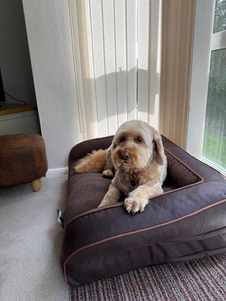 Burley Dog Sofa Bed - Chocolate Fudge - Medium - Bed with Orthopaedic - Blended Memory Foam Particles - George Barclay