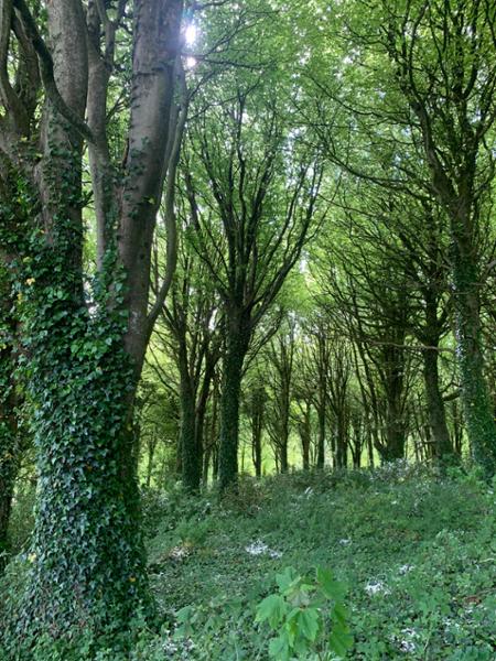 Your holiday: Isle of Wight  - Self Guided Walking