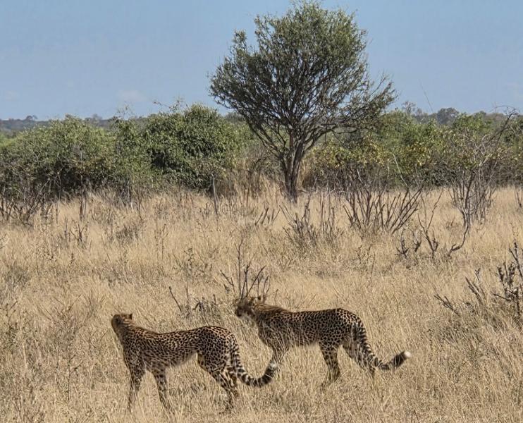5868-South Africa & Victoria Falls 2026 for 2
