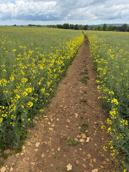 Cotswold Round
