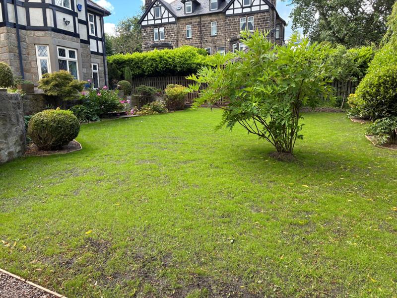 New lawn with Restore seed mix