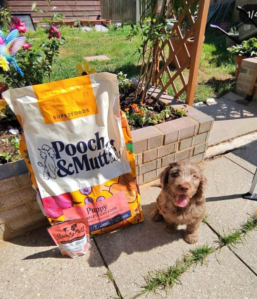 Puppy Food Bundle | Save 4% | Grain-Free Puppy Dry Food & Complete Wet Food | Pooch & Mutt | Puppy Training Treats