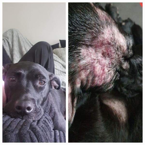 Happy Dog gave me back my highly alergic dog!