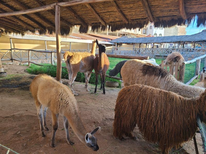 In the Footsteps of the Incas