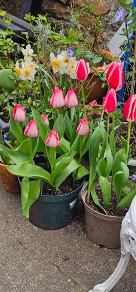 Hyacinth Peter Stuyvesant Bulbs
