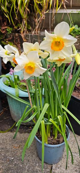 Hyacinth Peter Stuyvesant Bulbs