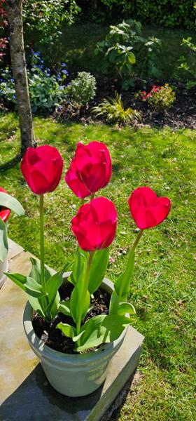 Hyacinth Peter Stuyvesant Bulbs