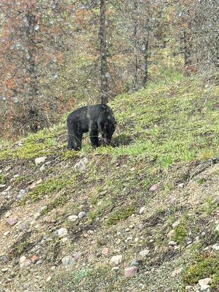Canadian Rockies Tour