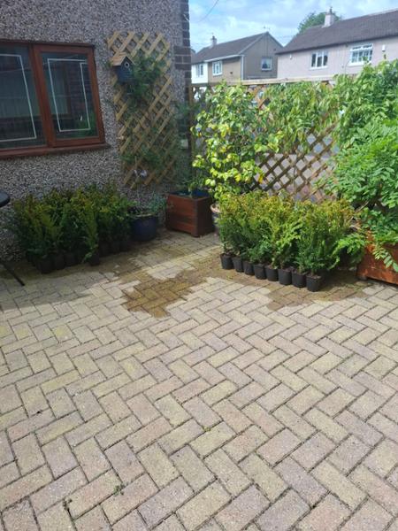 English Yew purchase