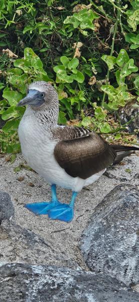 5278-Peru, Ecuador & Galapagos Islands