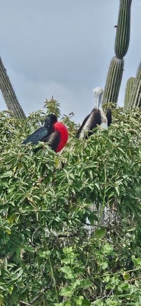 5278-Peru, Ecuador & Galapagos Islands
