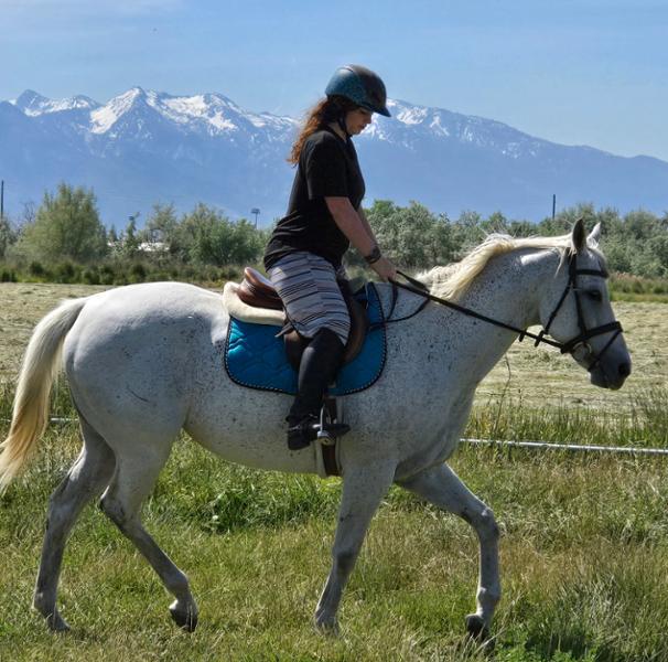 COLLEGIATE SYNTOVIA+ PADDED RAISED FLASH BRIDLE BROWN FULL