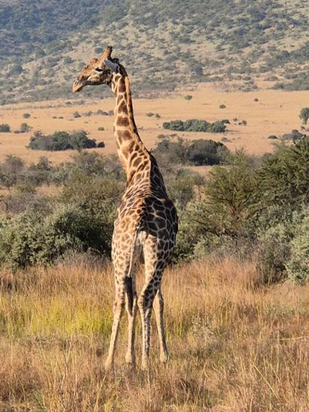 4521-South African Discovery