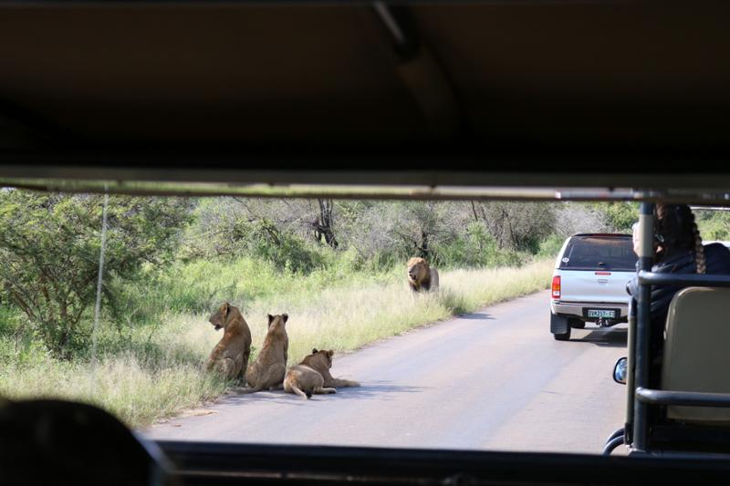 Southern Africa Safari