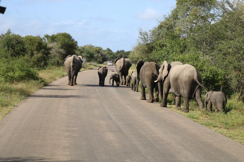 Southern Africa Safari