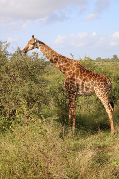 Southern Africa Safari