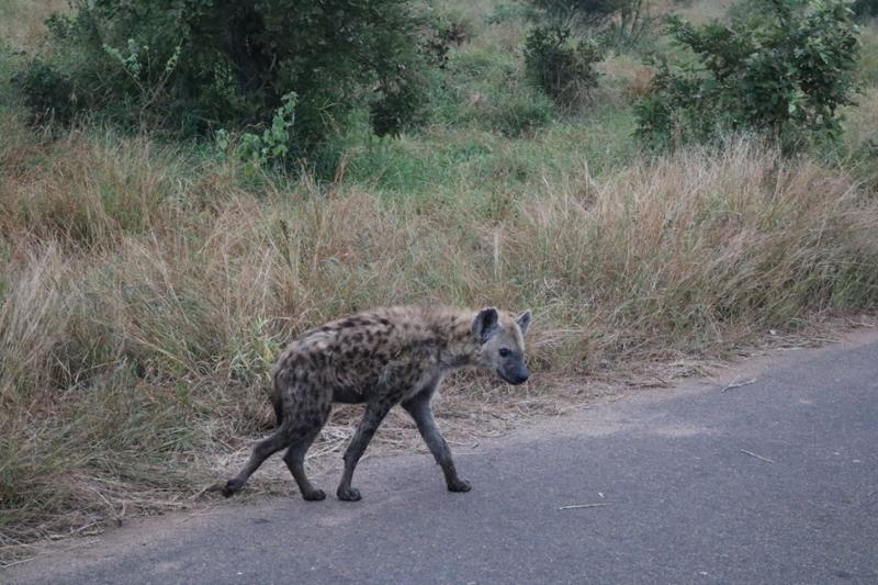 Southern Africa Safari