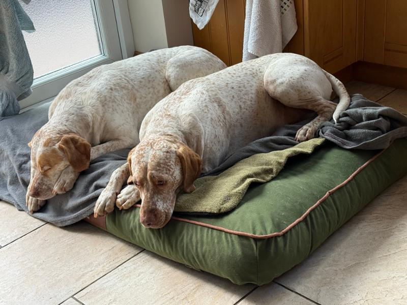 Oaklands Water - Resistant Dog Mattress - Chive - XL- Bed with Memory Topper Mattress - George Barclay