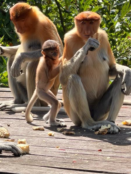 5862-Best of Borneo