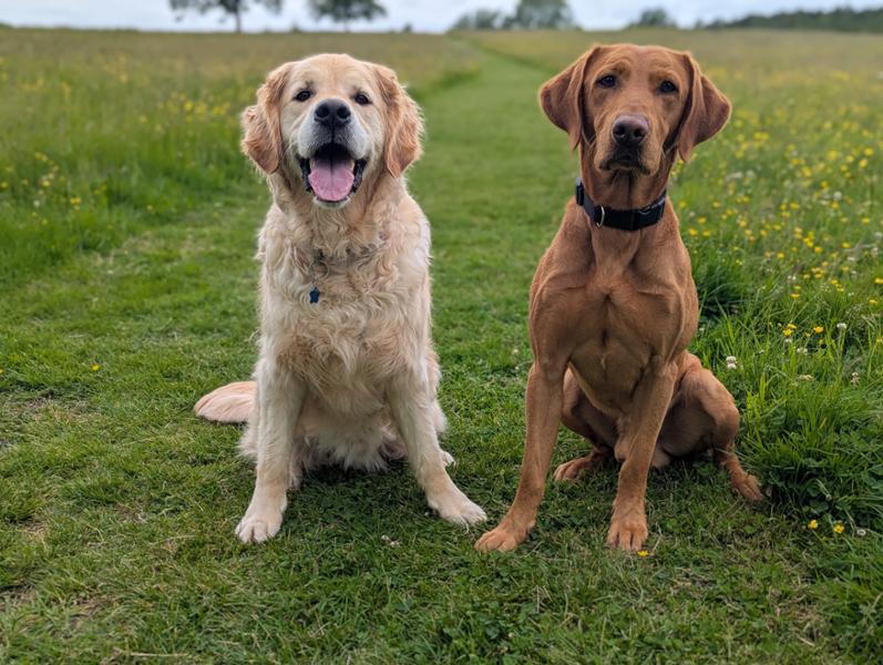 Calming Dog Treats for Anxious or Excitable Dogs | 120g | Postbiotic Meaty Treats For Dogs | Pooch & Mutt | Grain-Free