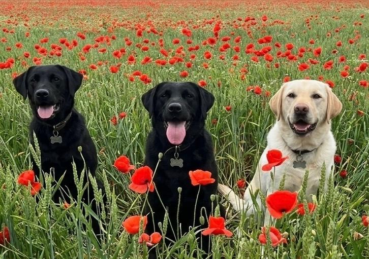 Calming Dog Food for Anxious Dogs | 2kg | Calm & Relaxed Dry Dog Food | Pooch & Mutt | Grain-Free Food For Hyperactive Dogs