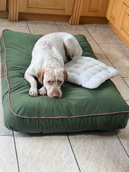 Oaklands Water - Resistant Dog Mattress - Chive - XL- Bed with Memory Topper Mattress - George Barclay