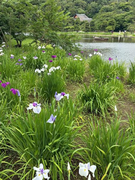 5546-Grand Japan