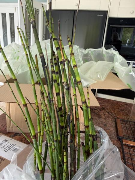 Avoid … rotting plant and dismissive customer service