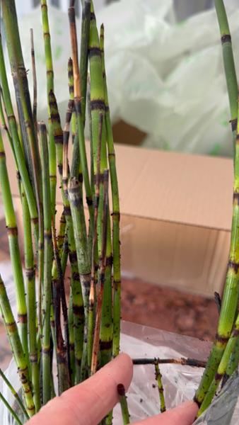 Avoid … rotting plant and dismissive customer service