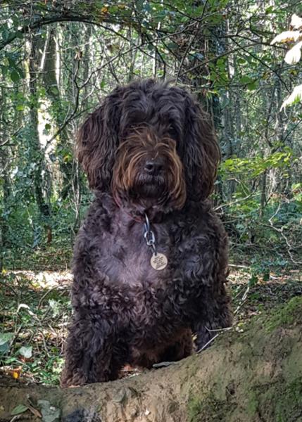 Loxicom Oral Suspension for Dogs