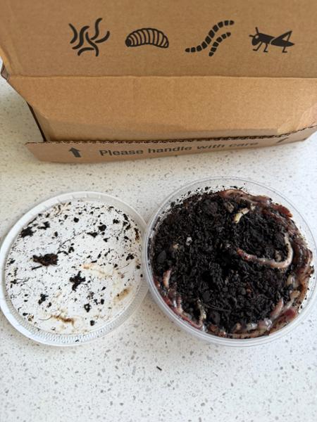 Dead worms and poor service