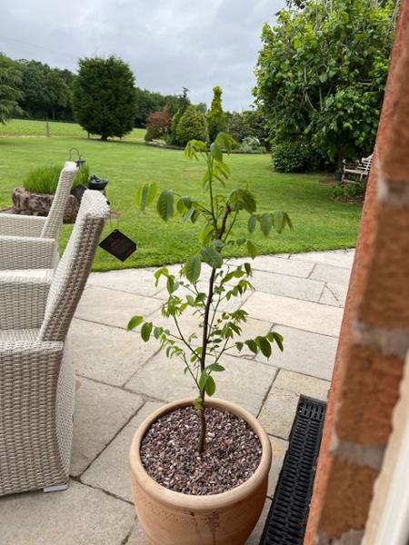 Common Walnut Trees, Juglans regia. 60/80cm tall. Bareroot Plants. Guaranteed