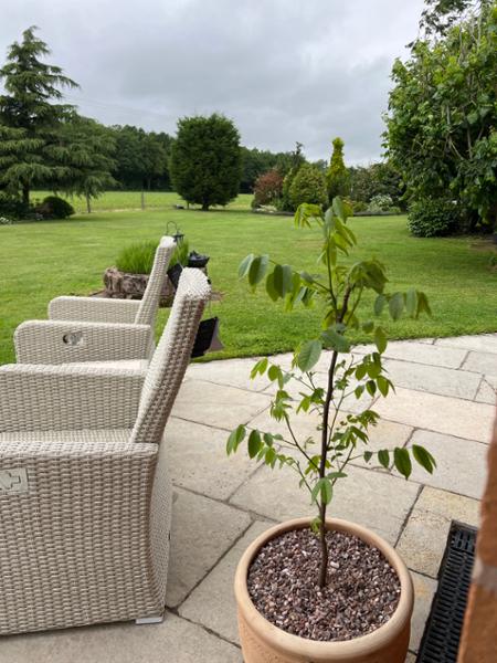 Common Walnut Trees, Juglans regia. 60/80cm tall. Bareroot Plants. Guaranteed
