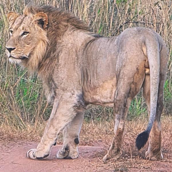 5421-Wild Africa & Victoria Falls