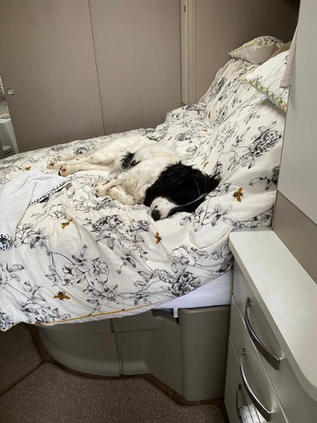 Dental Stick Bundle For Dogs