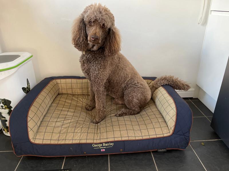 Country Dog Sofa Bed - Midnight Blue - Large - Replacement Cover - George Barclay