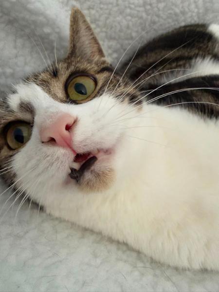 Tuna with Crab Wet Cat Food