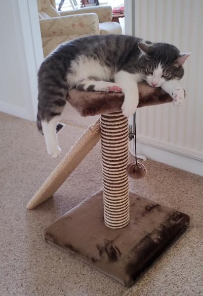 A Very Happy Cat!