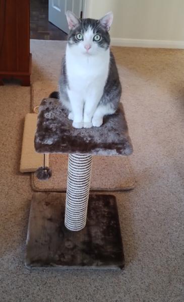 A Very Happy Cat!