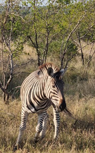 5868-South Africa & Victoria Falls 2026 for 2