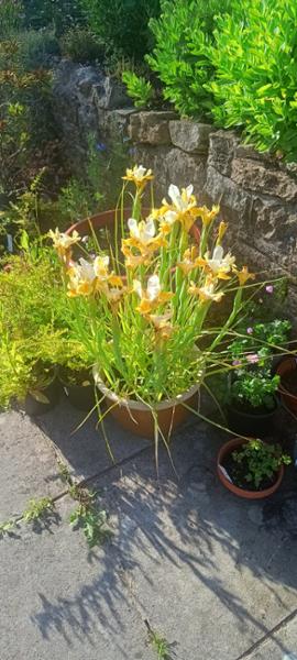 Dutch Iris Coco Beach Bulbs