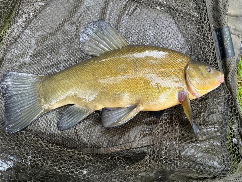 My favourite bait.