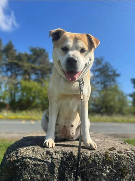 Pooch & Mutt Salmon Oil for Dogs | 500ml | Dog Fish Oil Supplement | Omega 3 For Dogs | Natural Sustainably-Sourced Scottish Salmon Oil