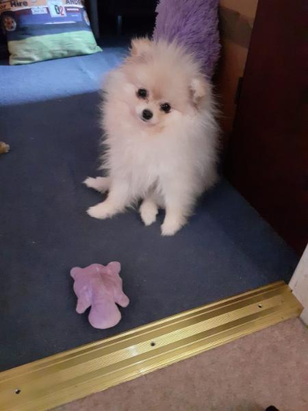 Lily's Kitchen Chicken Puppy Recipe - Wet Puppy Food - Grain-Free Recipe - 150g